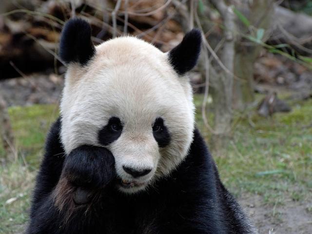 Az állatkert pandája